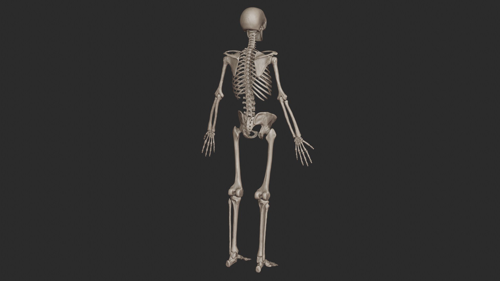 3D skeletal science anatomy model https://p.turbosquid.com/ts-thumb/Mk/gO412n/1x85uDzx/skeletal_system_0031/jpg/1569765357/1920x1080/fit_q87/8e359da79733153fd36eee614dd5d3b08a93bbdb/skeletal_system_0031.jpg