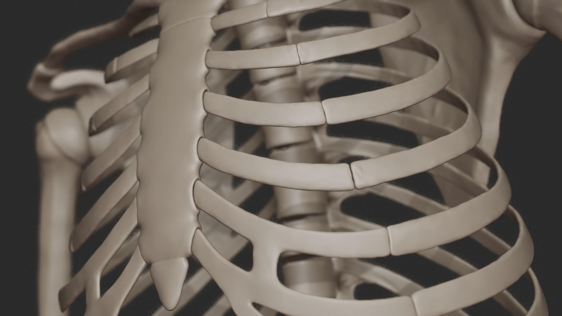 3D skeletal science anatomy model https://p.turbosquid.com/ts-thumb/Mk/gO412n/2VcnRWk1/depth_render_4/jpg/1569761252/1920x1080/fit_q87/701eec663fbe9d06e91c06de9a6d2f2dd1d6bc00/depth_render_4.jpg