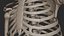 Human Skeletal SystemHigh Poly Model