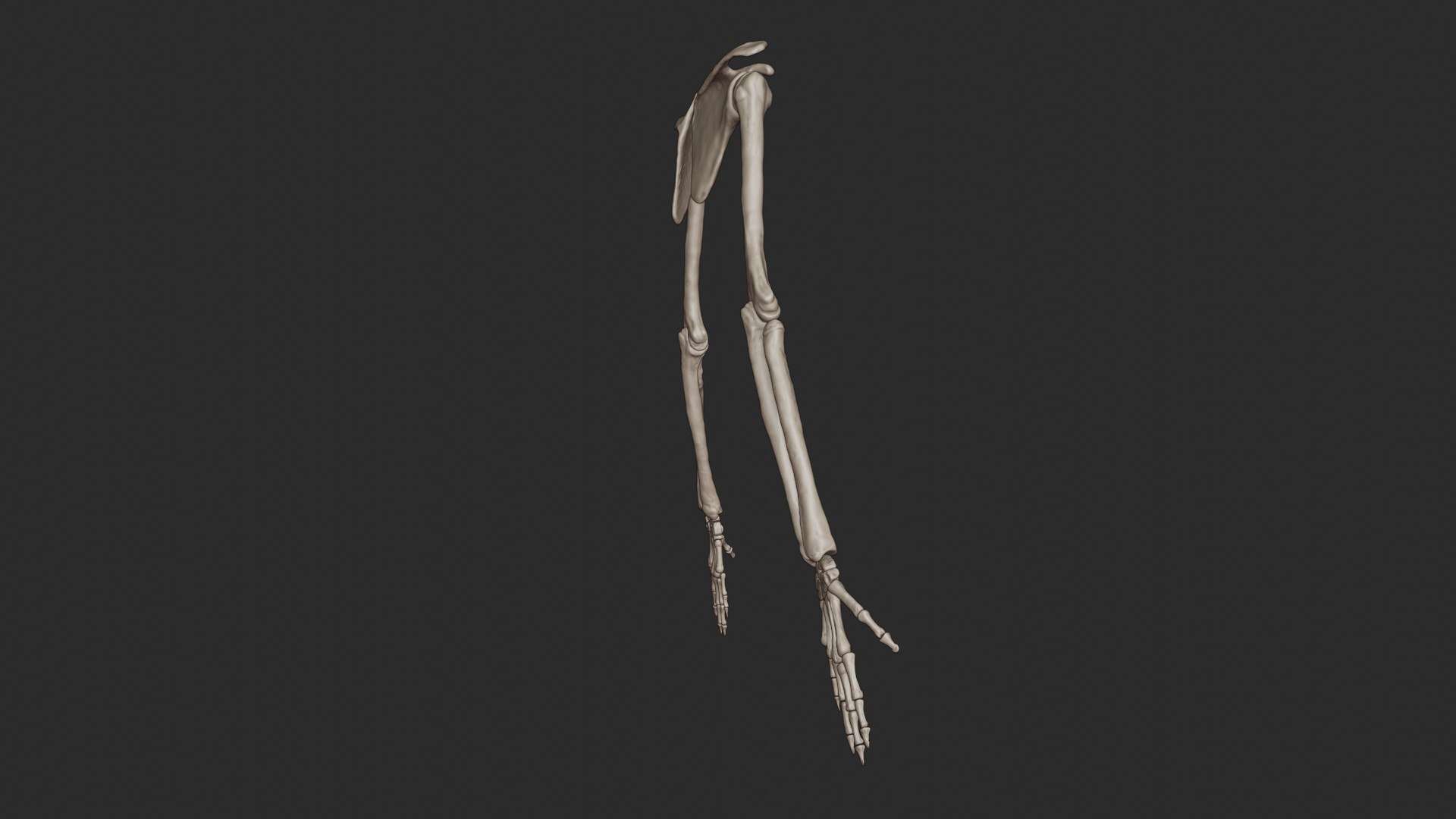 3D skeletal science anatomy model https://p.turbosquid.com/ts-thumb/Mk/gO412n/4479AC2o/armbone_0021/jpg/1569767858/1920x1080/fit_q87/bb60a6a3cf4eb3d2d9b17068899a0bfbd7bfecbe/armbone_0021.jpg