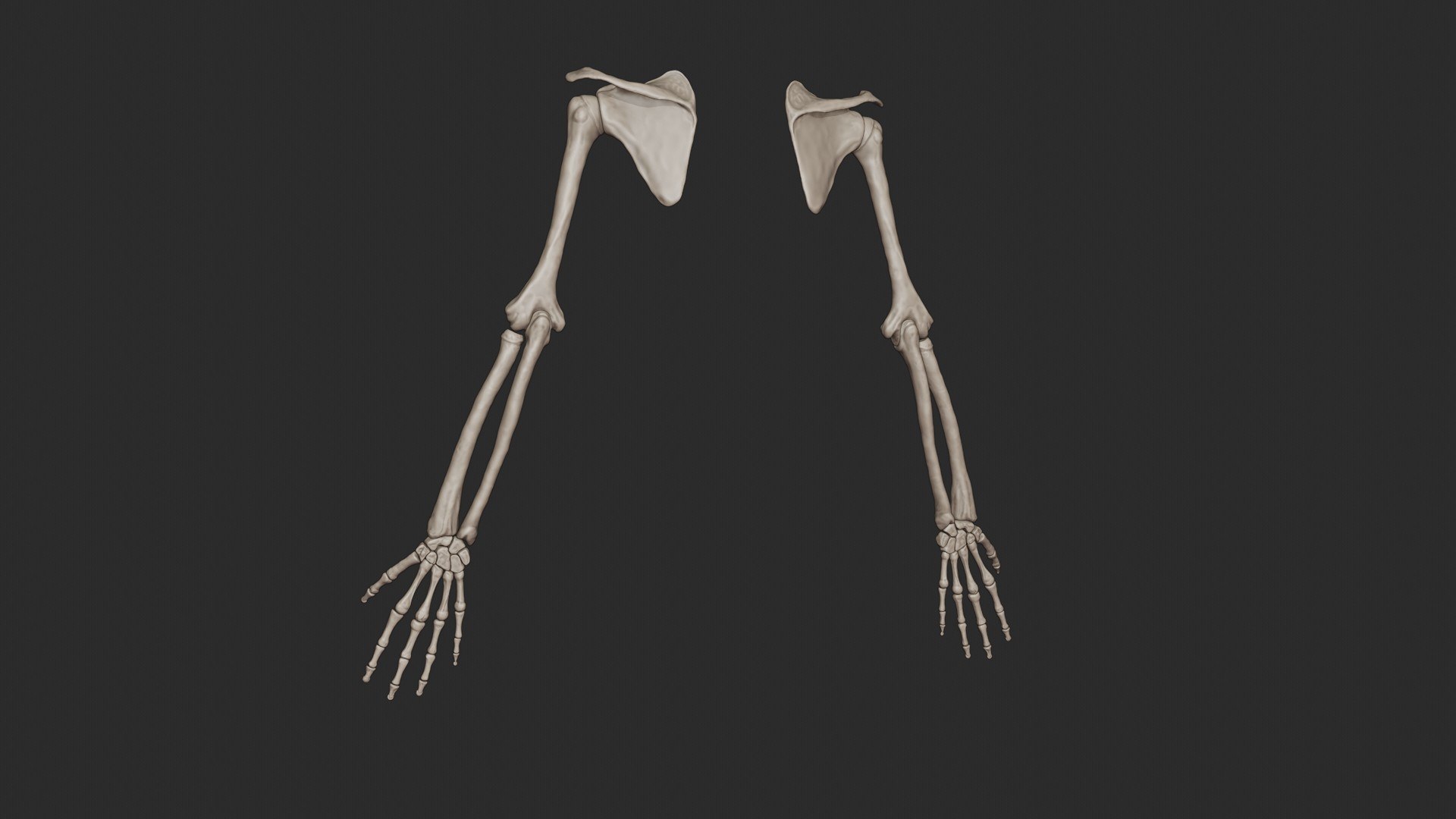 3D skeletal science anatomy model https://p.turbosquid.com/ts-thumb/Mk/gO412n/4VlfhE9q/armbone_0041/jpg/1569767858/1920x1080/fit_q87/75cf824e5c1a3294b016d9702b7a73d8c8afab16/armbone_0041.jpg