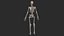 Human Skeletal SystemHigh Poly Model
