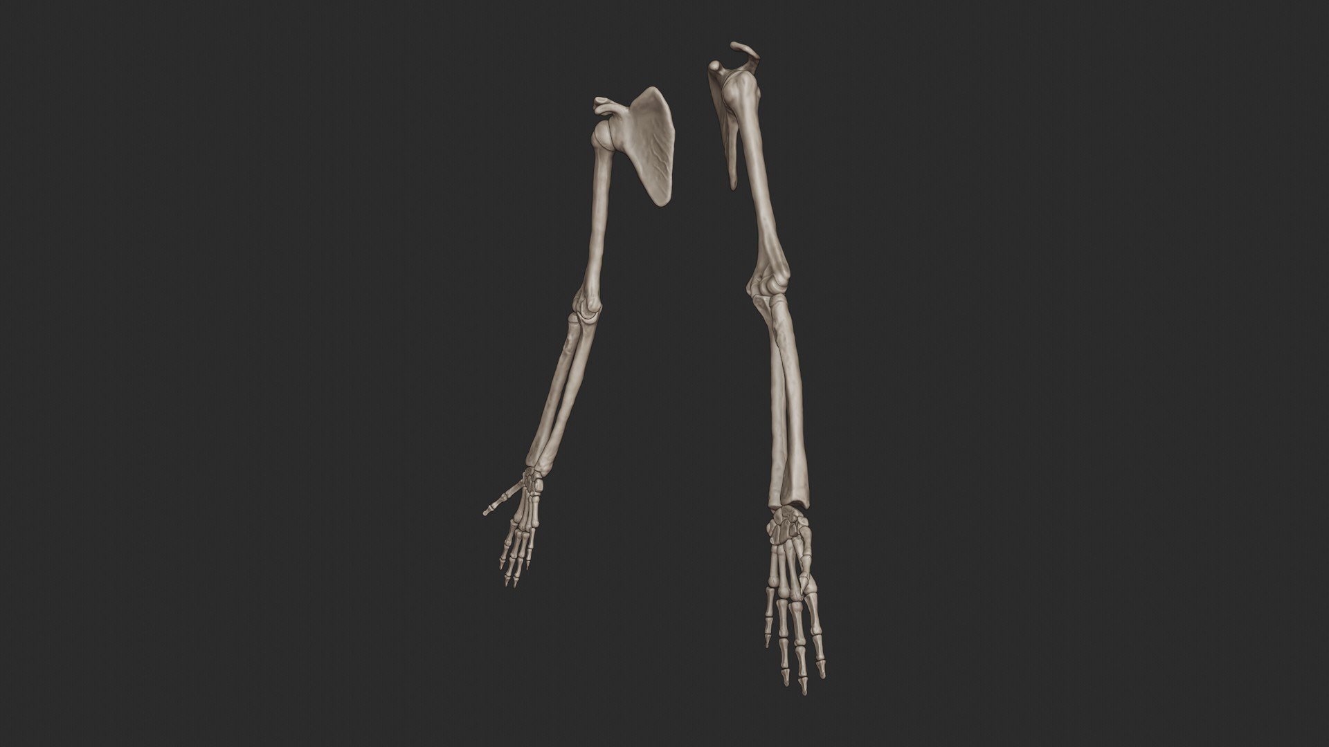 3D skeletal science anatomy model https://p.turbosquid.com/ts-thumb/Mk/gO412n/5BsykXYi/armbone_0061/jpg/1569767858/1920x1080/fit_q87/4aed2b6362ddacace47001477747e928393a5729/armbone_0061.jpg