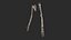 Human Skeletal SystemHigh Poly Model
