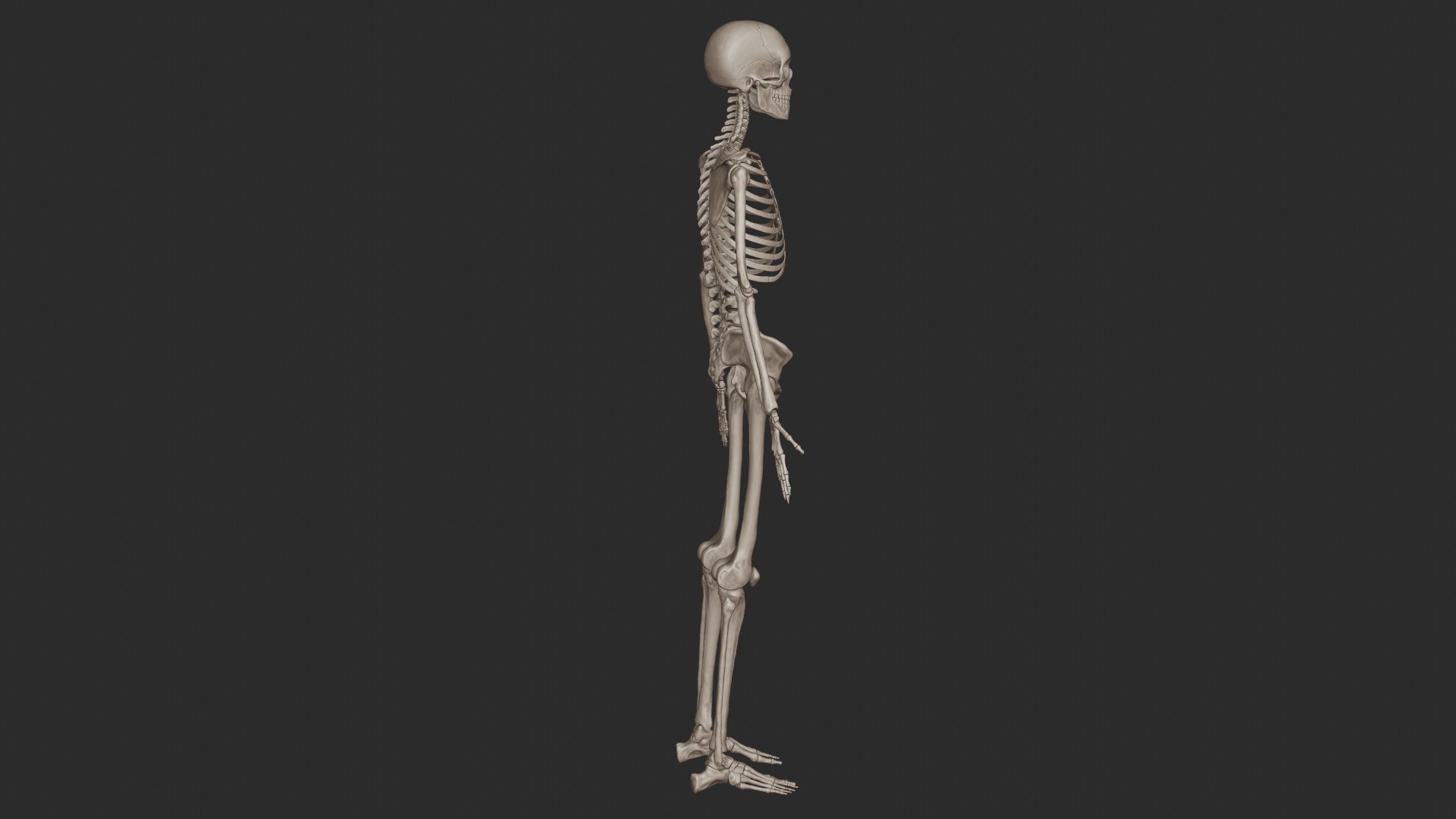 3D skeletal science anatomy model https://p.turbosquid.com/ts-thumb/Mk/gO412n/ArZQE7Y3/skeletal_system_0021/jpg/1569765357/1920x1080/fit_q87/9df09759296042d8291021b05783adb351f29d0b/skeletal_system_0021.jpg