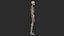 Human Skeletal SystemHigh Poly Model