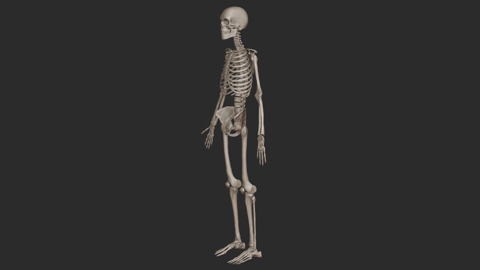 3D skeletal science anatomy model https://p.turbosquid.com/ts-thumb/Mk/gO412n/Az6VpuYm/skeletal_system_0061/jpg/1569765357/1920x1080/fit_q87/8ca44b55bac45c0f437a46f5f9043582d4aa5eff/skeletal_system_0061.jpg