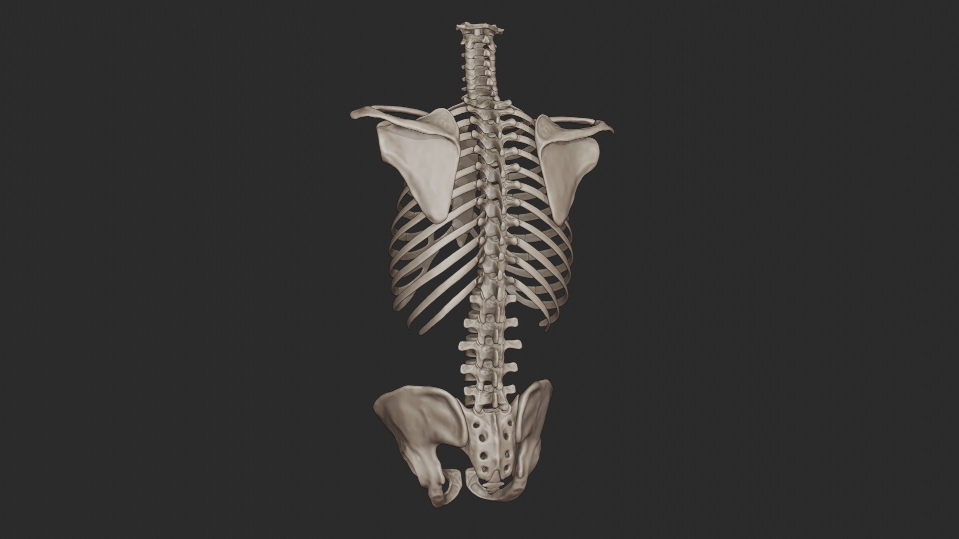 3D skeletal science anatomy model https://p.turbosquid.com/ts-thumb/Mk/gO412n/B37iZhVi/skeletal_torso_0041/jpg/1569767797/1920x1080/fit_q87/7e454f73db0460b620067accface2306d73a52a6/skeletal_torso_0041.jpg