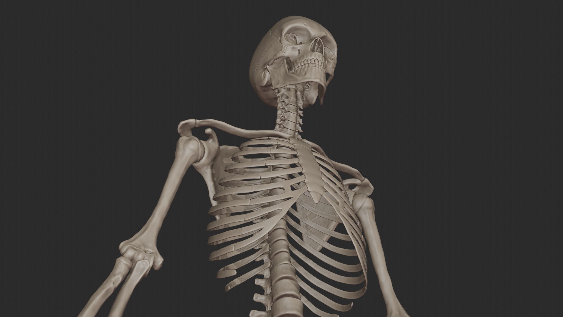 3D skeletal science anatomy model https://p.turbosquid.com/ts-thumb/Mk/gO412n/BlQRFKB5/half_render_6/jpg/1569761253/1920x1080/fit_q87/b4266b3a4f0df6b740d212de225c9dcbf481a51f/half_render_6.jpg