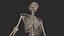 Human Skeletal SystemHigh Poly Model