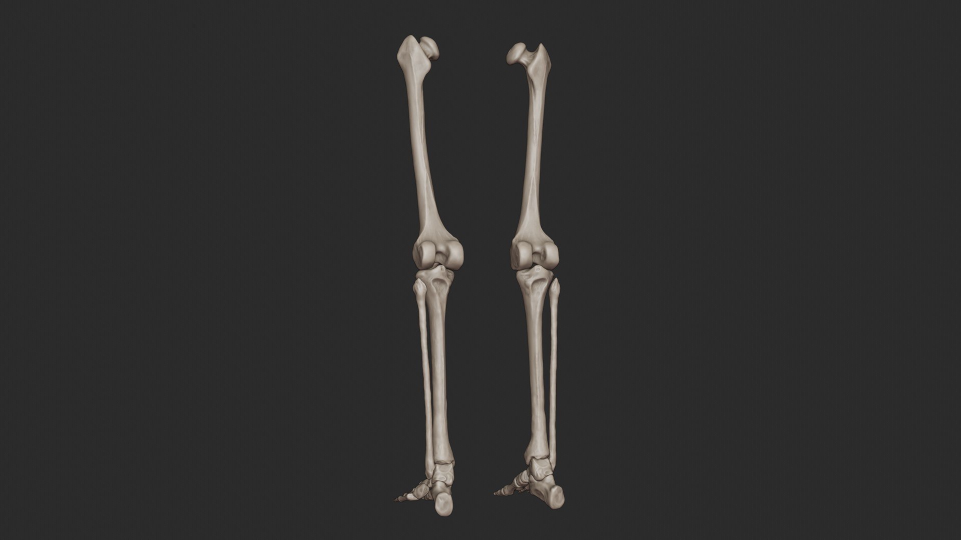 3D skeletal science anatomy model https://p.turbosquid.com/ts-thumb/Mk/gO412n/Cs9lhRBf/skeletal_leg_0041/jpg/1569767878/1920x1080/fit_q87/f873187f13beb4f66e736acbc131547f12bc3607/skeletal_leg_0041.jpg