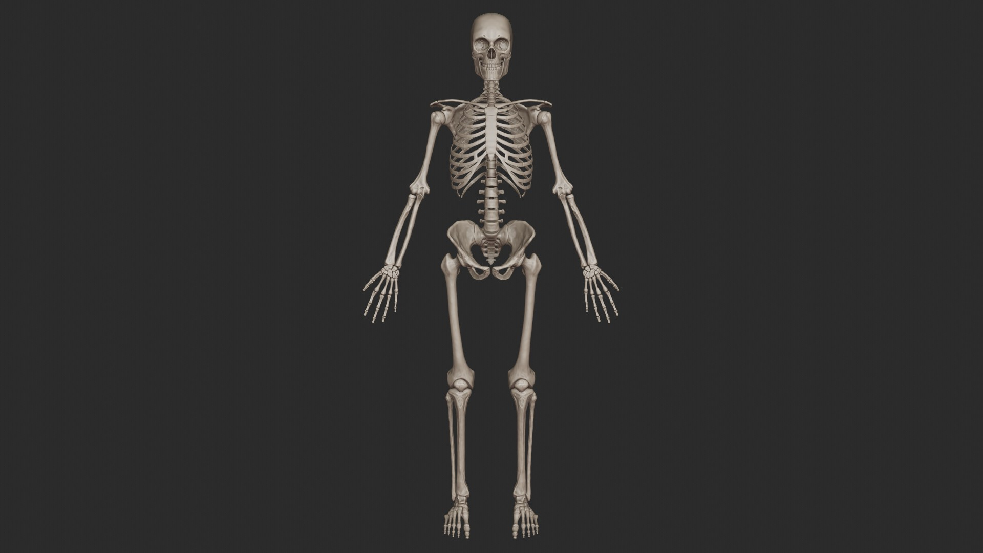 3D skeletal science anatomy model https://p.turbosquid.com/ts-thumb/Mk/gO412n/CzsrW93h/skeletal_system/jpg/1569741507/1920x1080/turn_fit_q99/99f02341377e0d619932704eb34666f3957d5a3e/skeletal_system-1.jpg