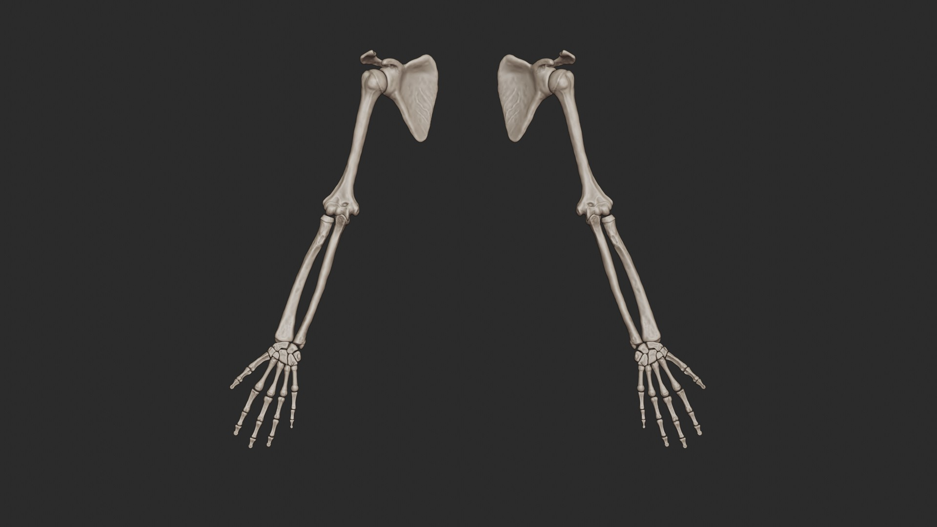 3D skeletal science anatomy model https://p.turbosquid.com/ts-thumb/Mk/gO412n/E3fvEr0v/armbone/jpg/1569742973/1920x1080/turn_fit_q99/4d8f5569c937abebb002f55f758eef8a17ddfd04/armbone-1.jpg