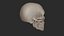 Human Skeletal SystemHigh Poly Model