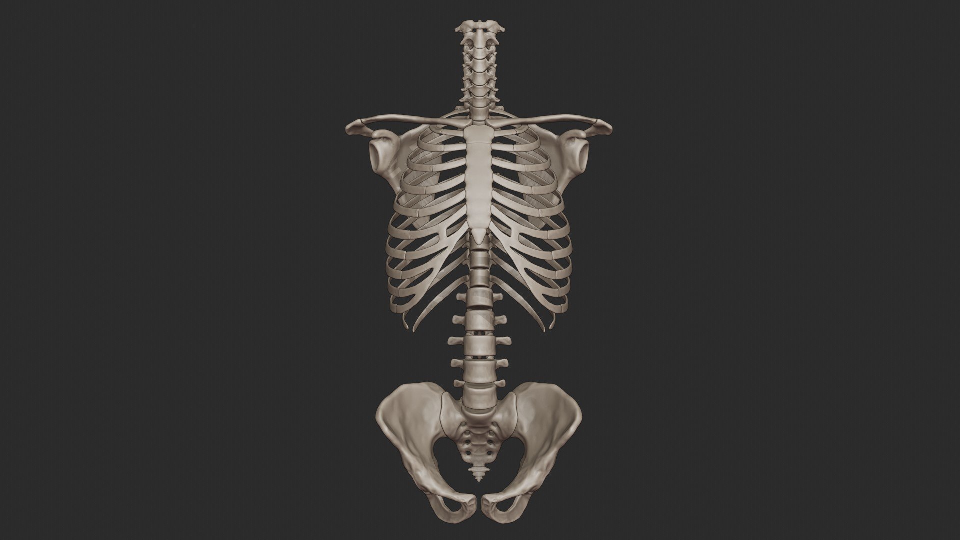 3D skeletal science anatomy model https://p.turbosquid.com/ts-thumb/Mk/gO412n/Lx4GIwPd/skeletal_torso_0001/jpg/1569767797/1920x1080/fit_q87/5ddb033d7938000a68eae5e0dad99de4751ae8c3/skeletal_torso_0001.jpg