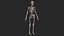 Human Skeletal SystemHigh Poly Model
