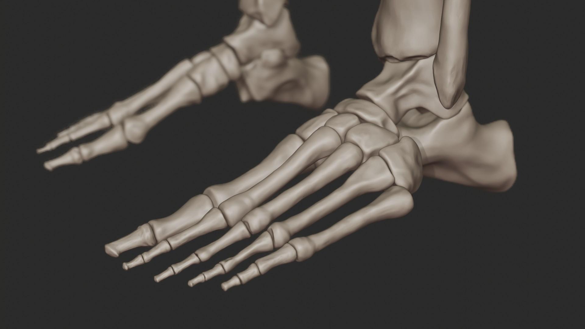 3D skeletal science anatomy model https://p.turbosquid.com/ts-thumb/Mk/gO412n/PytagMbF/depth_render_3/jpg/1569761252/1920x1080/fit_q87/be1a817910c7dc408bf1f157d7be77f5934d8fab/depth_render_3.jpg