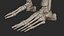 Human Skeletal SystemHigh Poly Model