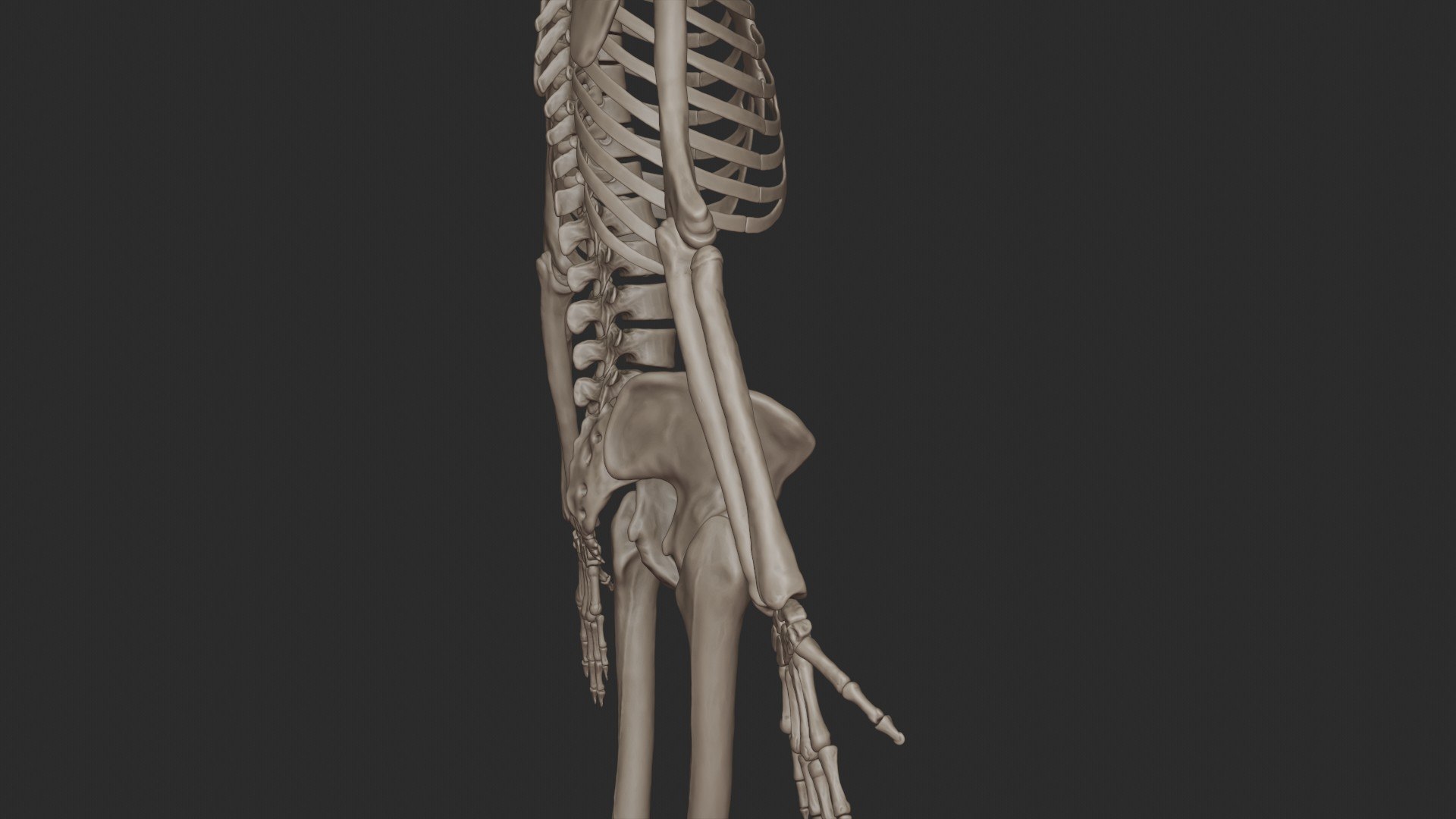 3D skeletal science anatomy model https://p.turbosquid.com/ts-thumb/Mk/gO412n/R033q2JT/half_render_3/jpg/1569761253/1920x1080/fit_q87/9a33875be3032f6f7c6a2c7c2146a197cfe24168/half_render_3.jpg