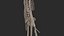 Human Skeletal SystemHigh Poly Model