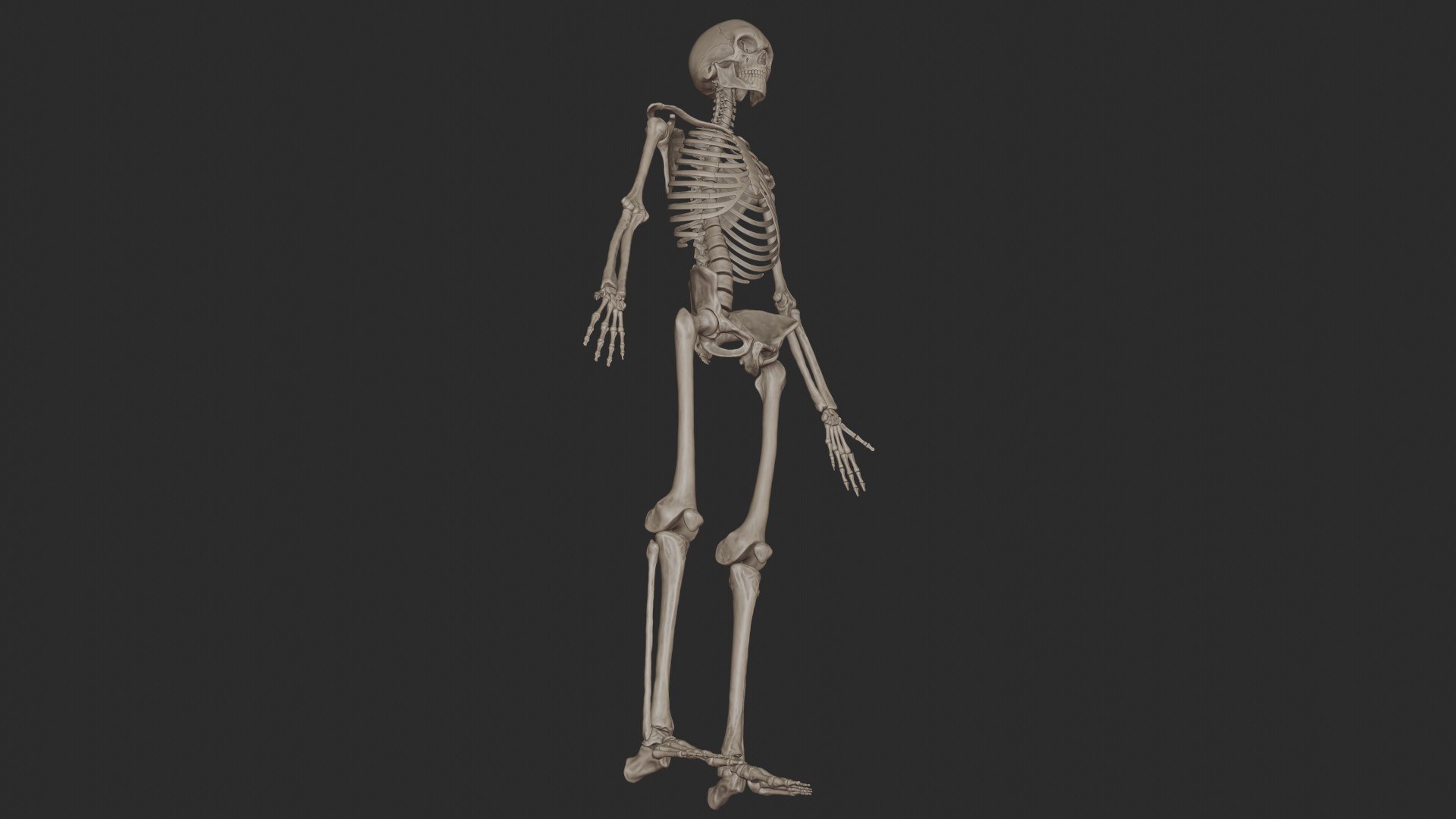 3D skeletal science anatomy model https://p.turbosquid.com/ts-thumb/Mk/gO412n/R9mteRP5/2/jpg/1569761252/1920x1080/fit_q87/0144a72743a15e8082314cb2a0214cb0135d089f/2.jpg