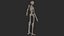 Human Skeletal SystemHigh Poly Model