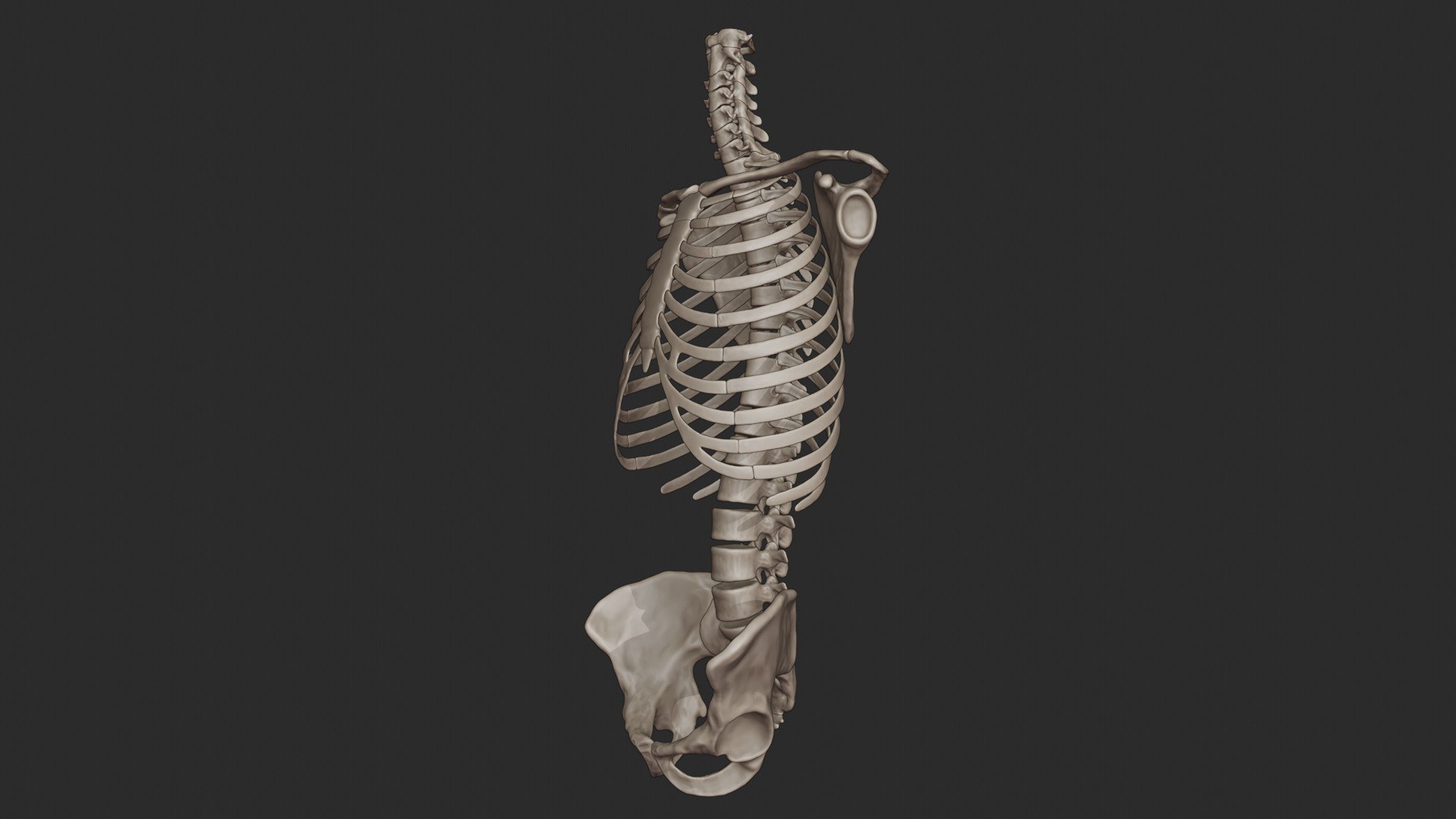 3D skeletal science anatomy model https://p.turbosquid.com/ts-thumb/Mk/gO412n/WEKvrRb4/skeletal_torso_0061/jpg/1569767797/1920x1080/fit_q87/a0a5ddcb1b7e7386cbdc916ad7fad35f746f5235/skeletal_torso_0061.jpg
