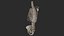 Human Skeletal SystemHigh Poly Model