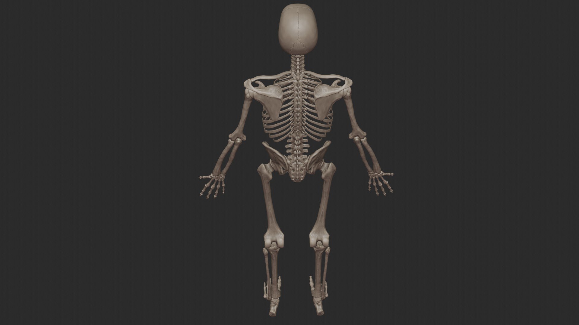 3D skeletal science anatomy model https://p.turbosquid.com/ts-thumb/Mk/gO412n/XcWcP80r/4/jpg/1569761252/1920x1080/fit_q87/366eb8e527a33809f715363a6a6d142eed520fb4/4.jpg