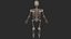 Human Skeletal SystemHigh Poly Model