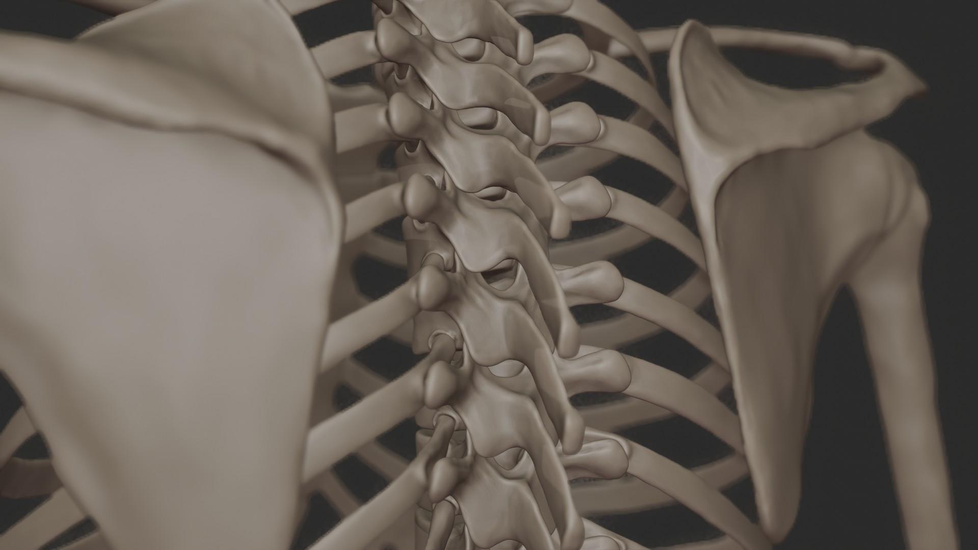 3D skeletal science anatomy model https://p.turbosquid.com/ts-thumb/Mk/gO412n/XshMEj0o/depth_render_1/jpg/1569761252/1920x1080/fit_q87/64fa80316d34922f1ccaf89a47ba8c44eb49a1db/depth_render_1.jpg