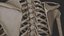 Human Skeletal SystemHigh Poly Model