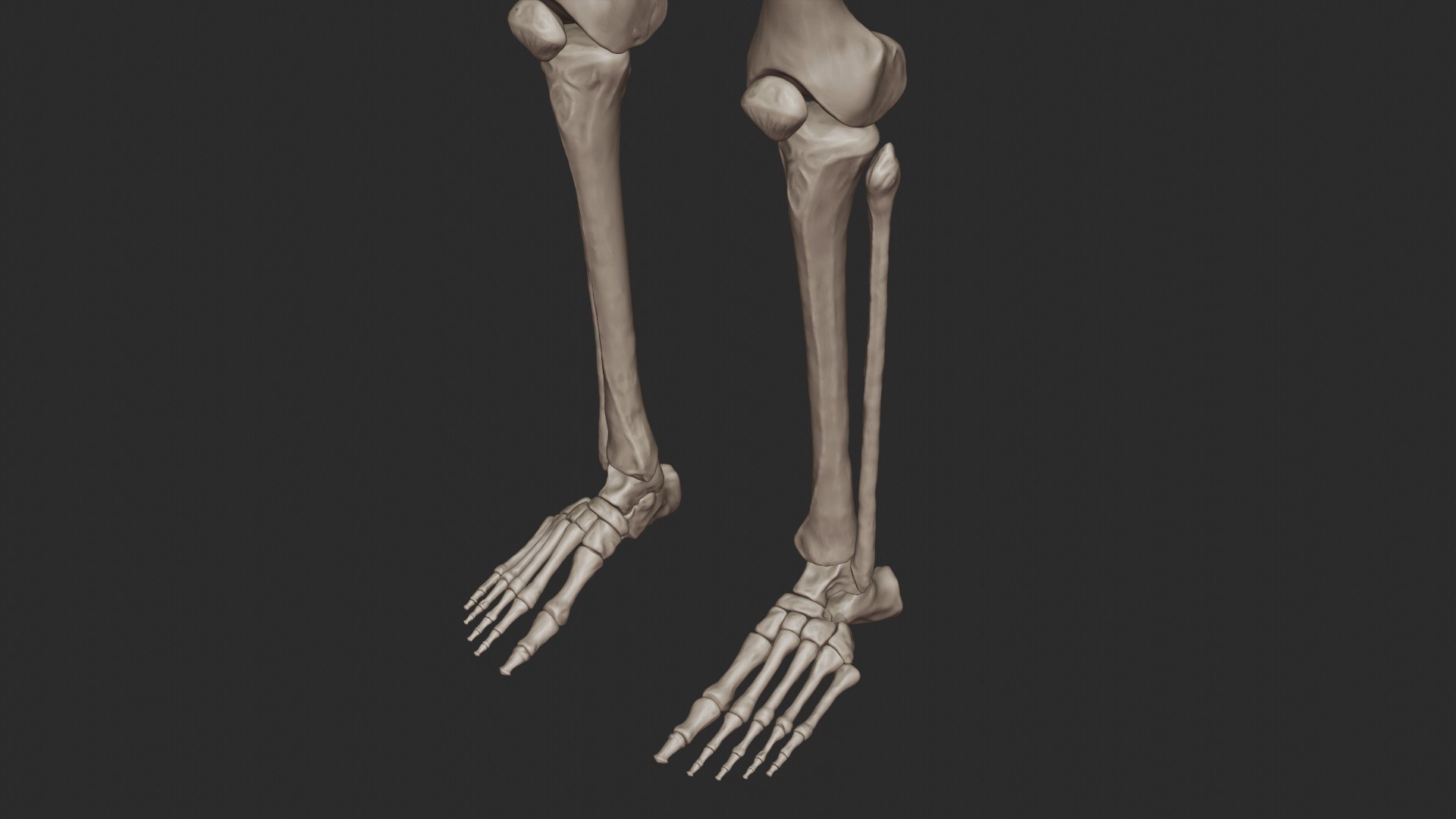 3D skeletal science anatomy model https://p.turbosquid.com/ts-thumb/Mk/gO412n/Xz1r1nnK/half_render_2/jpg/1569761253/1920x1080/fit_q87/b648180bb9f5731f1de4fdb574b33f76f9e007ea/half_render_2.jpg