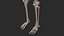 Human Skeletal SystemHigh Poly Model
