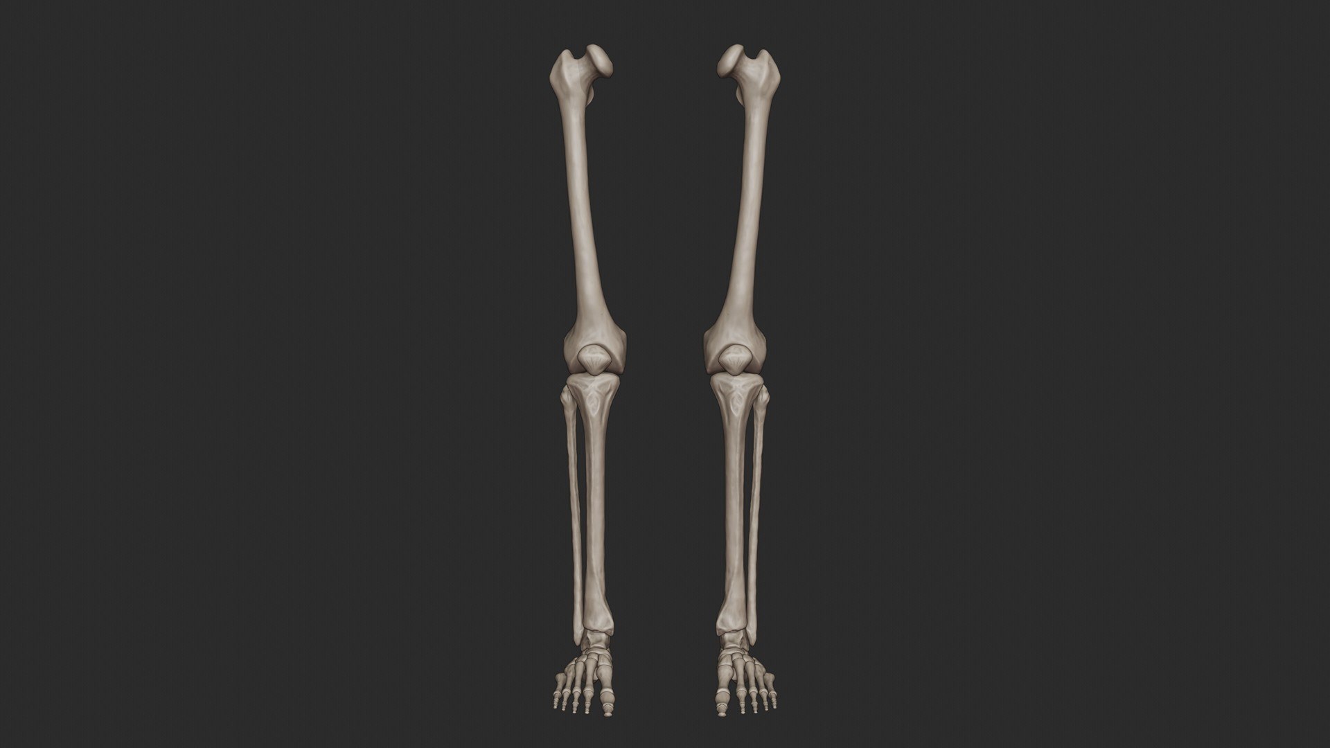 3D skeletal science anatomy model https://p.turbosquid.com/ts-thumb/Mk/gO412n/YyFUn6BX/skeletal_leg_0001/jpg/1569767878/1920x1080/fit_q87/d7b38bb179c404306b5da1fd9b79263189288f79/skeletal_leg_0001.jpg