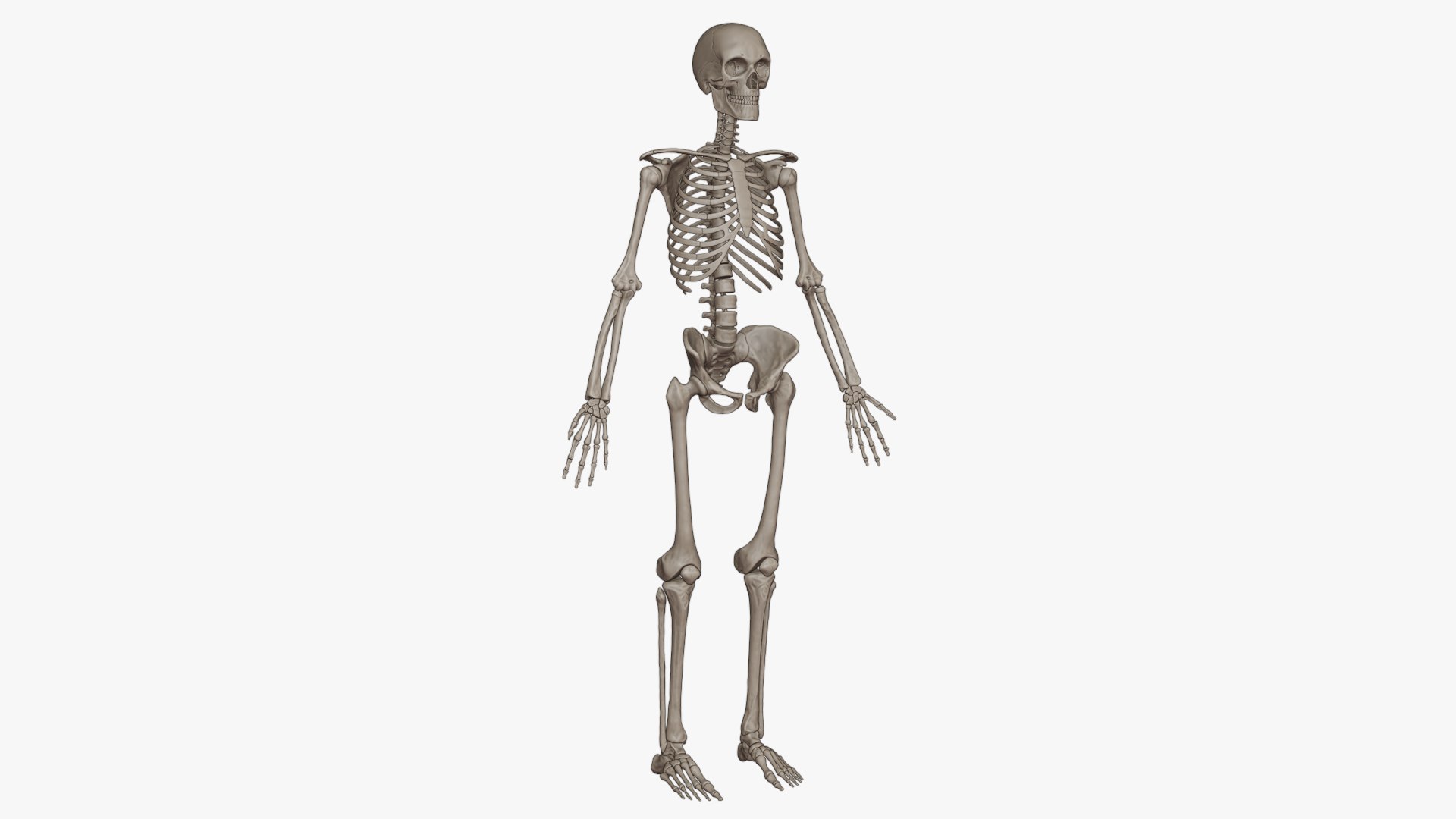 3D skeletal science anatomy model https://p.turbosquid.com/ts-thumb/Mk/gO412n/cvfeXRmE/signature_img_white/png/1569765124/1920x1080/fit_q87/e946b2363e9ecb62556a20f3f650b8ec93eca420/signature_img_white.jpg