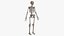 Human Skeletal SystemHigh Poly Model