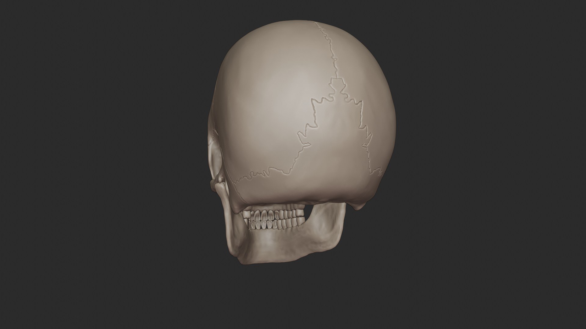 3D skeletal science anatomy model https://p.turbosquid.com/ts-thumb/Mk/gO412n/h6tM05mC/skull_0041/jpg/1569767743/1920x1080/fit_q87/5a397c7144d46cf94fca028858d932d798e8f992/skull_0041.jpg