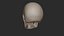 Human Skeletal SystemHigh Poly Model