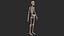 Human Skeletal SystemHigh Poly Model
