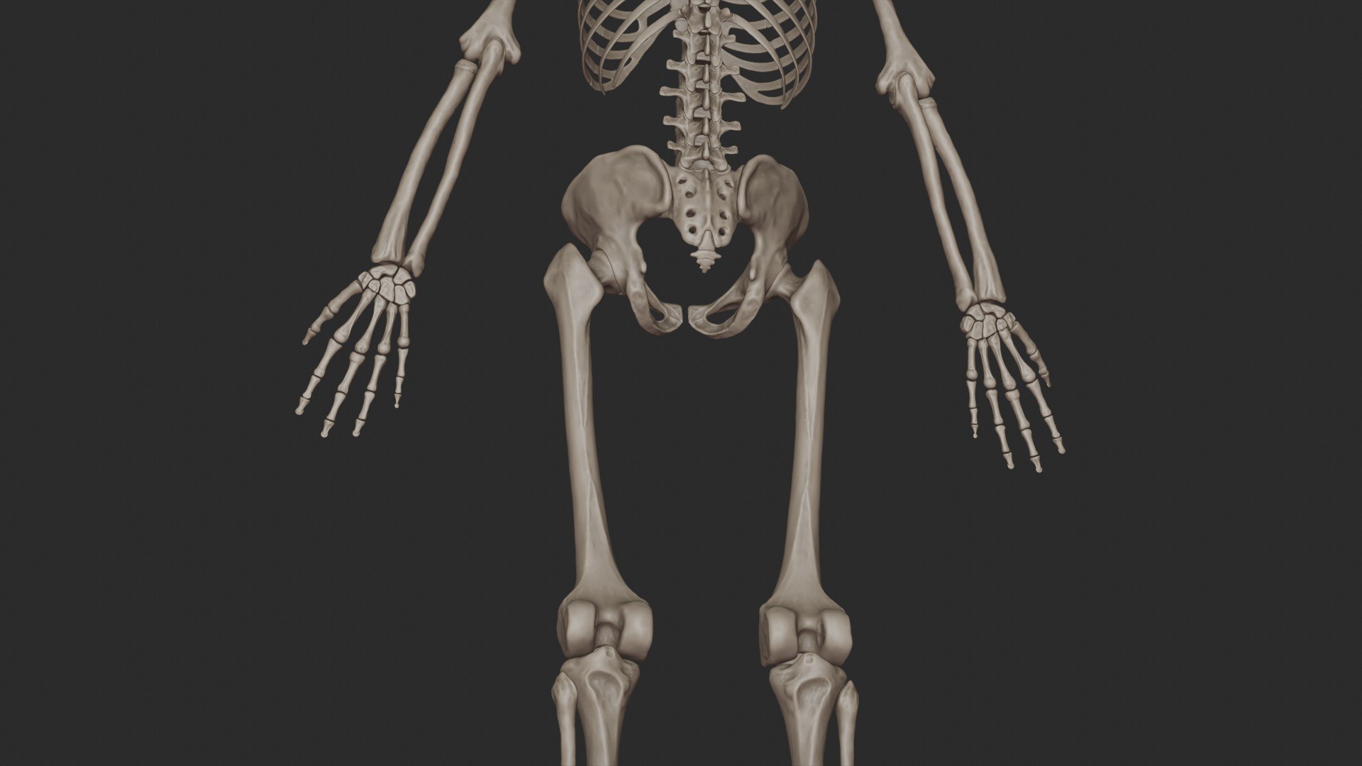 3D skeletal science anatomy model https://p.turbosquid.com/ts-thumb/Mk/gO412n/ijvpv3m6/half_render_4/jpg/1569761253/1920x1080/fit_q87/70fef28541c1bd452228c52189b6d11c5d317f41/half_render_4.jpg