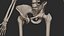 Human Skeletal SystemHigh Poly Model