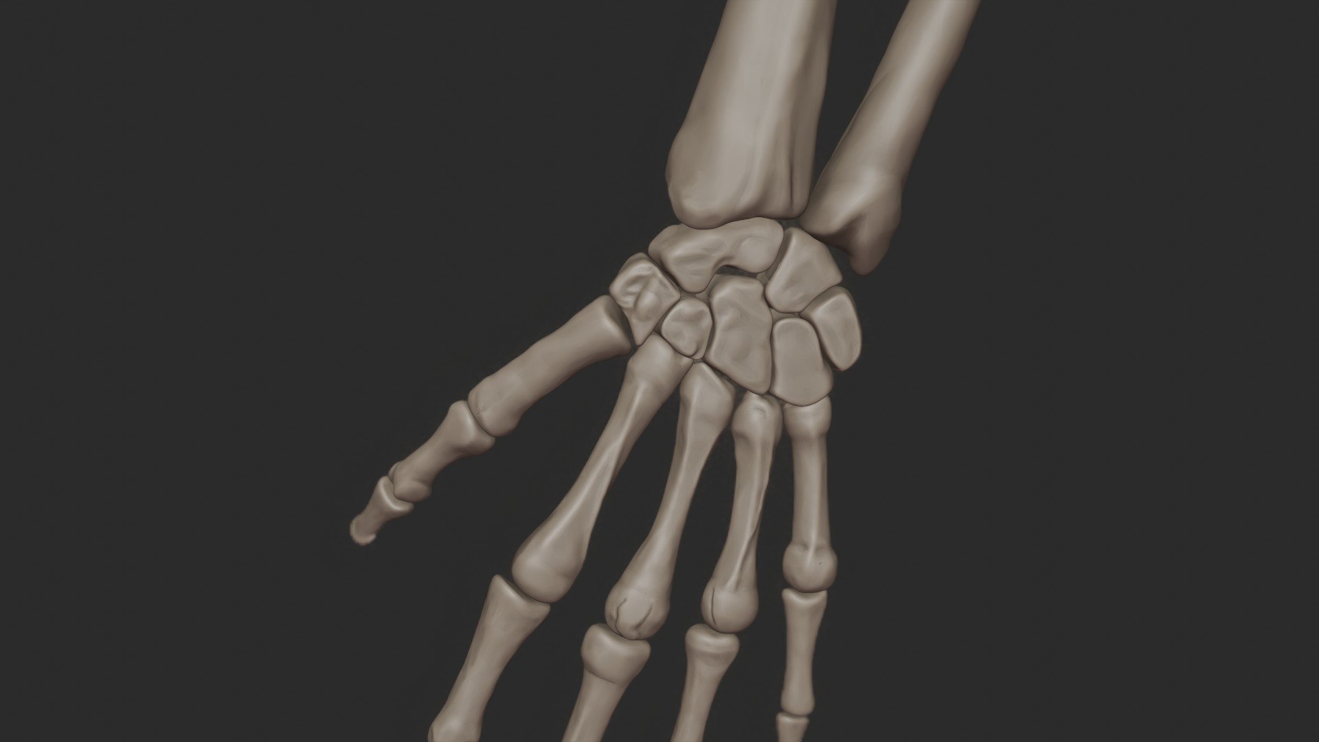 3D skeletal science anatomy model Biology Diagrams