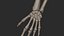 Human Skeletal SystemHigh Poly Model