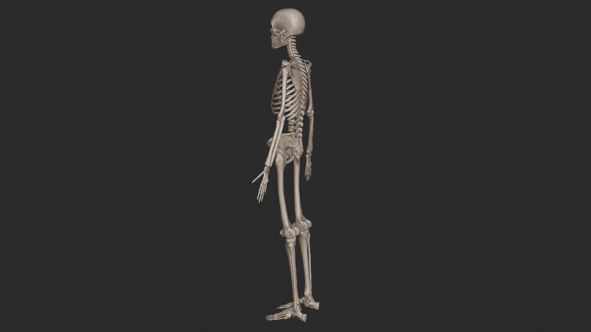 3D skeletal science anatomy model https://p.turbosquid.com/ts-thumb/Mk/gO412n/nOHeRfng/skeletal_system_0051/jpg/1569765357/1920x1080/fit_q87/374ed297ac15f9cd44a1cfc863f1d41257f842e2/skeletal_system_0051.jpg