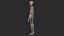 Human Skeletal SystemHigh Poly Model
