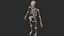 Human Skeletal SystemHigh Poly Model