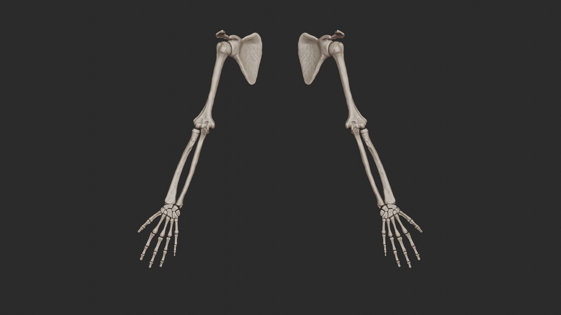 3D skeletal science anatomy model https://p.turbosquid.com/ts-thumb/Mk/gO412n/tBjWYUXf/armbone_0001/jpg/1569767858/1920x1080/fit_q87/c5f72dad8f3386fe0e093f3849e6a687f429639b/armbone_0001.jpg