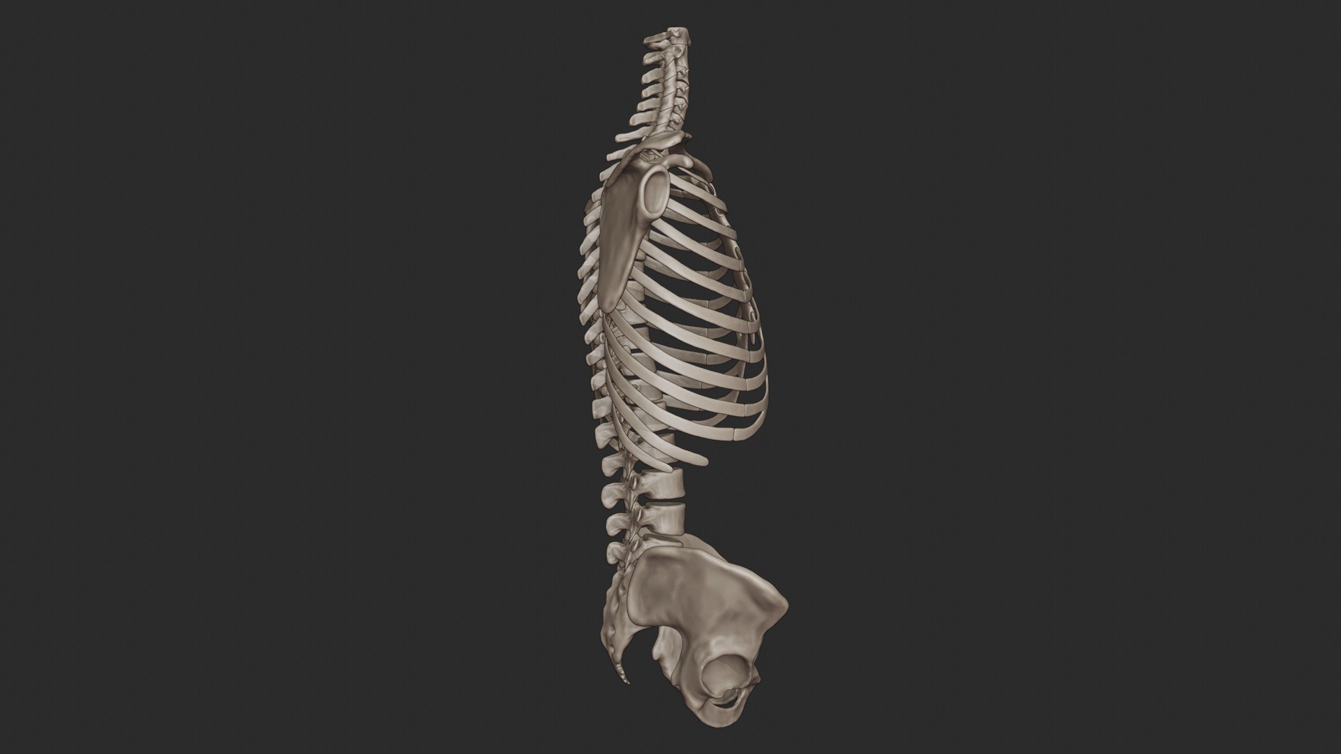 3D skeletal science anatomy model https://p.turbosquid.com/ts-thumb/Mk/gO412n/teEbjNM3/skeletal_torso_0021/jpg/1569767797/1920x1080/fit_q87/aeb1a41a751ee95c81ee6801fcf55b8ddce8eb0e/skeletal_torso_0021.jpg