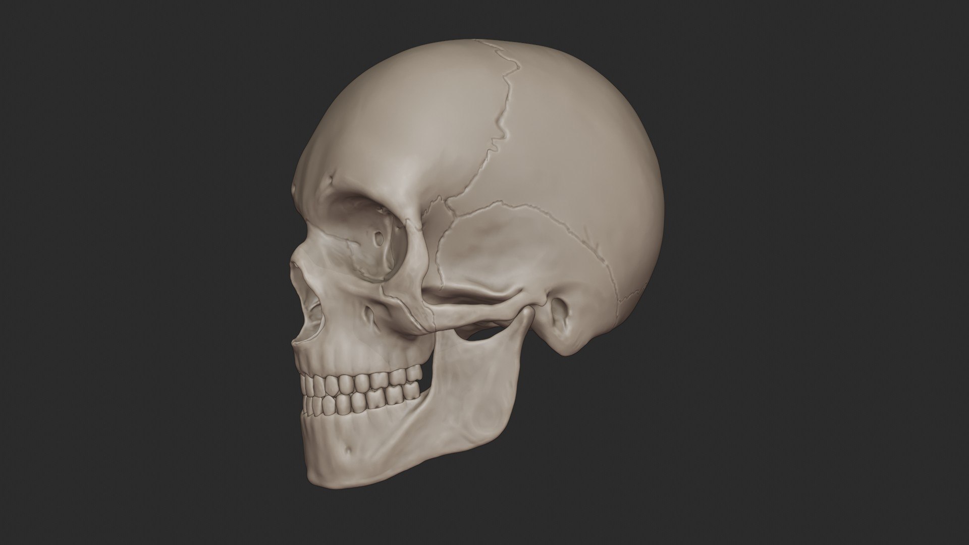 3D skeletal science anatomy model https://p.turbosquid.com/ts-thumb/Mk/gO412n/v4RbHMv3/skull_0061/jpg/1569767743/1920x1080/fit_q87/058c8d0d7ac7bc7e9fef4708051d07c901fecec6/skull_0061.jpg
